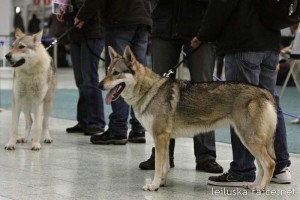 Nitradog_20130223_0007